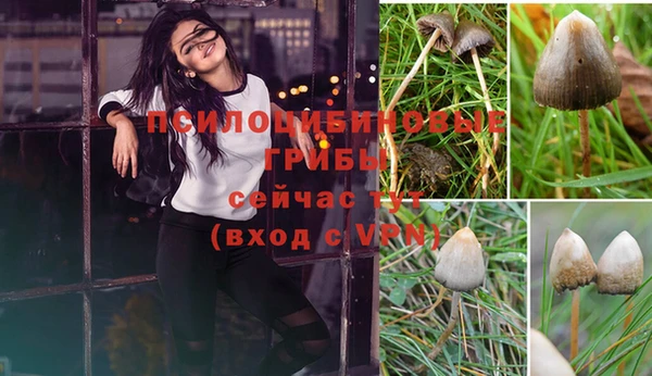 крисы Зеленокумск